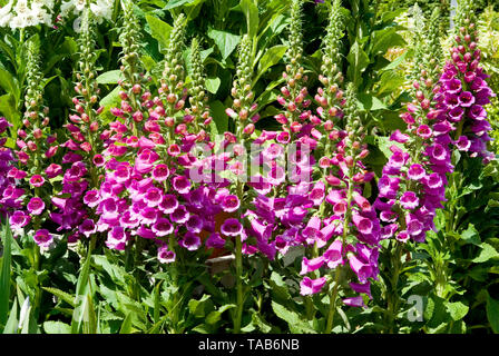 Digitalis viola dalmata Foto Stock