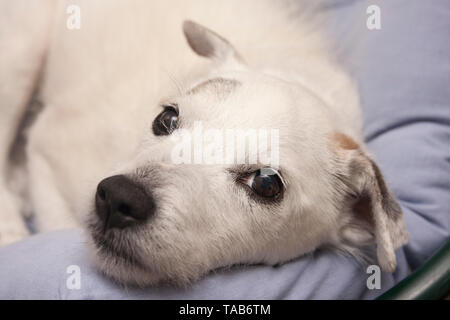 Jack Russell Terrier, anziani maschi bianco, giacente in letto, England, Regno Unito Foto Stock