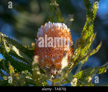 Fiore di arancia Banksia prionotes con foglie in una piccola area di macchia di un parco in Beldon, Joondalup, un sobborgo a nord di Perth, Western Australia. Foto Stock