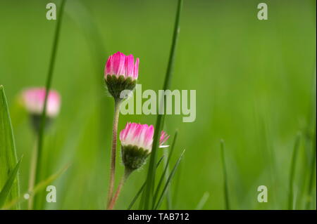 Fiori Selvatici daisy rosa su sfondo verde al tramonto Foto Stock