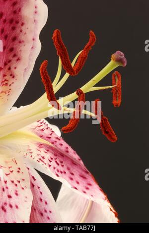 Primo piano di un giglio contro uno sfondo nero Foto Stock