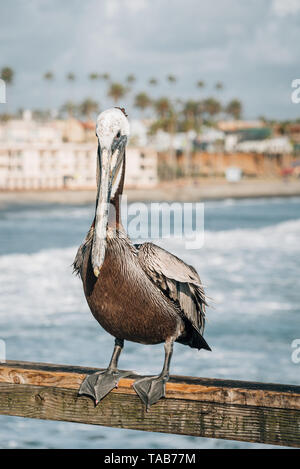 Pelican sul molo in Oceanside, San Diego, California Foto Stock