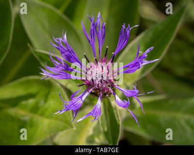 Close up Centaurea montana fiore. Foto Stock