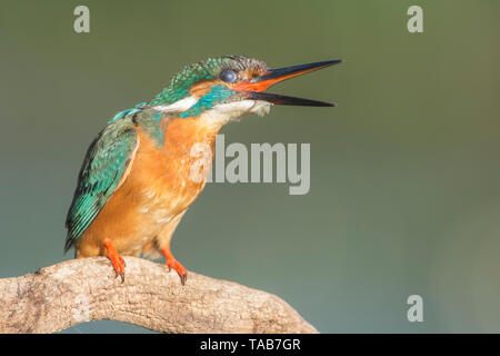 KIngfisher (Alcedo atthis) su un tronco vecchio guardando il fiume prima del crollo su una diga, Estremadura, Spagna. Foto Stock