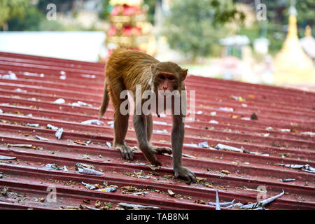 Monkey passeggiate sul tetto in Myanmar. Foto Stock