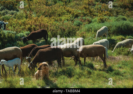 Cane seduto a guardare il gregge di capre pascolano sulla cotica erbosa, all'altopiano di Serra da Estrela. La catena montuosa più alta nella parte continentale del Portogallo. Foto Stock