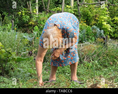 Vecchia donna lavora in un giardino estivo, cavolo crescente. Rurale scena, la nozione di imprenditore, giardinaggio, verdure crescente, il pensionamento in villaggio Foto Stock