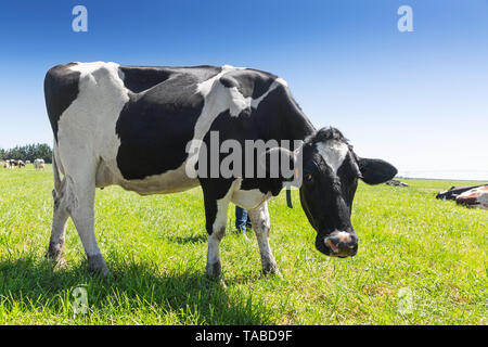 Il frisone holstein vacca da latte sul prato verde. Foto Stock