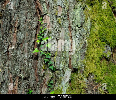 Giovane ramo verde cresce su un vecchio ceppo di legno, di log di corteccia di albero Foto Stock