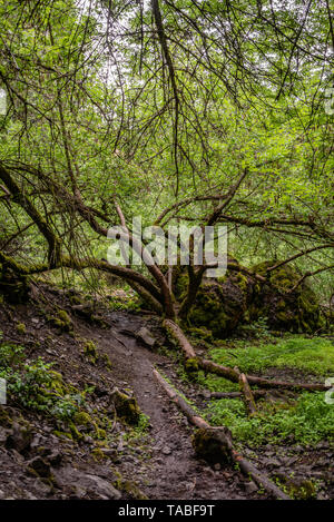 Creek Fondo in Palisades Park. Foto Stock