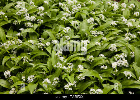 Fioritura della porta l'aglio (Allium ursinum), Germania. bluehender Baerlauch (Allium ursinum), Deutschland. Foto Stock