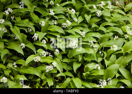 Fioritura della porta l'aglio (Allium ursinum), Germania. bluehender Baerlauch (Allium ursinum), Deutschland. Foto Stock