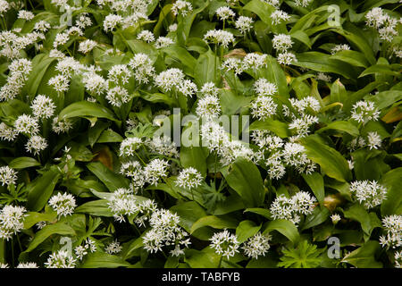 Fioritura della porta l'aglio (Allium ursinum), Germania. bluehender Baerlauch (Allium ursinum), Deutschland. Foto Stock