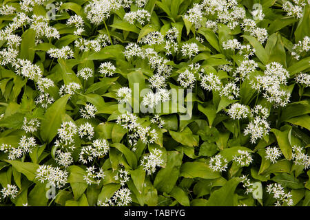 Fioritura della porta l'aglio (Allium ursinum), Germania. bluehender Baerlauch (Allium ursinum), Deutschland. Foto Stock