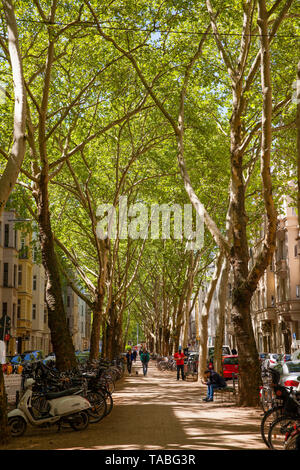 Aerei al Weissenburg Street nel quartiere di Agnes, Colonia, Germania. Platanen in der Weissenburgstrasse Agnesviertel im, Koeln, Deutschland. Foto Stock