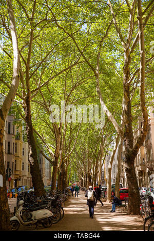 Aerei al Weissenburg Street nel quartiere di Agnes, Colonia, Germania. Platanen in der Weissenburgstrasse Agnesviertel im, Koeln, Deutschland. Foto Stock