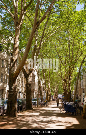 Aerei al Weissenburg Street nel quartiere di Agnes, Colonia, Germania. Platanen in der Weissenburgstrasse Agnesviertel im, Koeln, Deutschland. Foto Stock