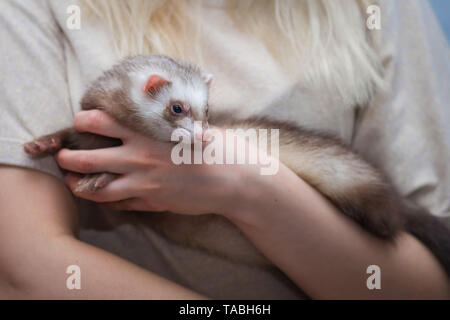 Ferret giovane seduto sulle sue mani. amicizia animale e uomo Foto Stock