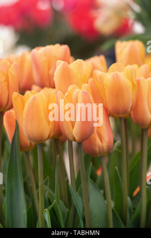 Tulipa. Triumph Tulip ‘Apricot foxx' fiori Foto Stock