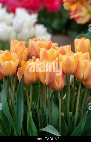 Tulipa. Triumph Tulip ‘Apricot foxx' fiori Foto Stock