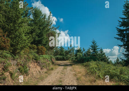 Strada sterrata che passa attraverso il terreno collinoso coperto da alberi all'altopiano di Serra da Estrela. La catena montuosa più alta nella parte continentale del Portogallo. Foto Stock