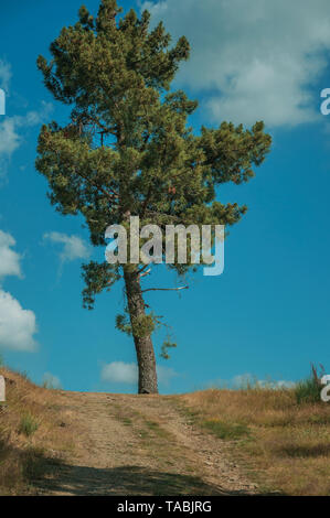 Albero alla fine della strada sterrata che passa attraverso il terreno collinoso all'altopiano di Serra da Estrela. La catena montuosa più alta nella parte continentale del Portogallo. Foto Stock