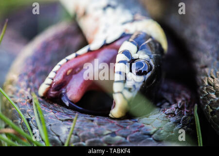 Biscia dal collare (Natrix natrix) avvolto a ricciolo e play dead con la lingua di fuori Foto Stock