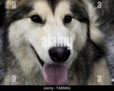 Close up di un Alaskan Malamute Cane. Foto Stock