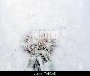 Ripresa macro di un dente di leone Foto Stock