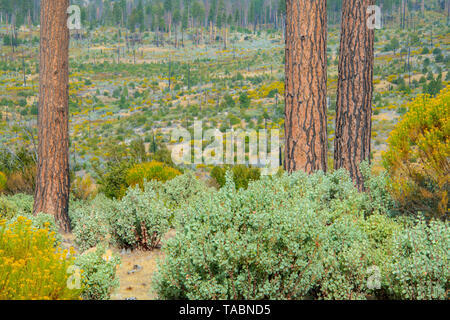 Chapparral ecosistema e Ponderosa Pine Forest interfaccia, Yosemite National Park, California, USA, da Bill Lea/Dembinsky Foto Assoc Foto Stock