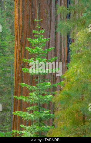 Alberi di sequoia e Douglas firs, Yosemite National Park, California, Stati Uniti d'America da Bill Lea/Dembinsky Foto Assoc Foto Stock