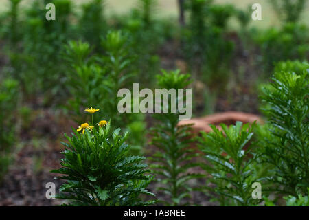 Golden Daisy Flower Garden piante (euryops chrysanthemoides) Foto Stock