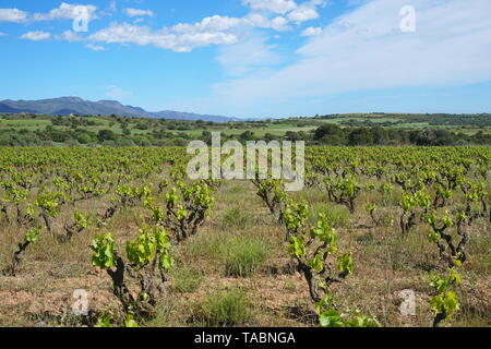 Vigneto paesaggio di campo in Spagna vicino a Mollet de Peralada, Catalonia, Alt Emporda, provincia di Girona Foto Stock