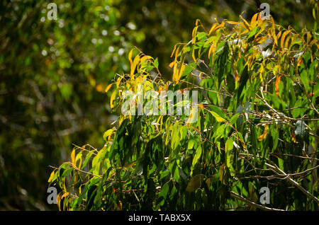 Ebor cade, vicino Dorrigo, Nuovo Galles del Sud, Australia Foto Stock