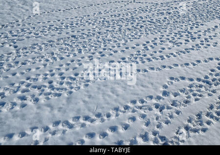 Tracce di uccelli sulla neve.su uno sfondo bianco possono essere visto la forma delle zampe degli animali. Foto Stock