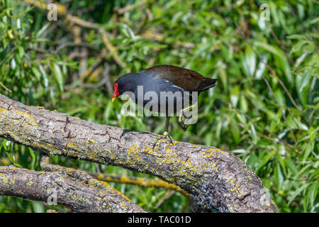 Comune (moorhen Gallinula chloropus) appollaiato sul ramo. Foto Stock