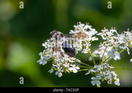 Ashy mining bee (Andrena cineraria) Foto Stock
