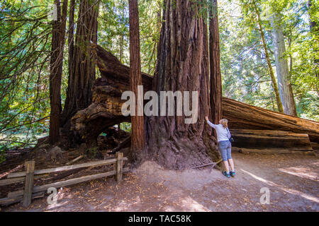 Stati Uniti, California, Big Basin Redwoods State Park, la donna in piedi davanti a un gigantesco albero di sequoia Foto Stock