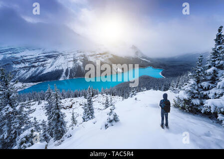 Canada, Alberta, il Parco Nazionale di Banff, Lago Peyto, uomo godendo di view Foto Stock