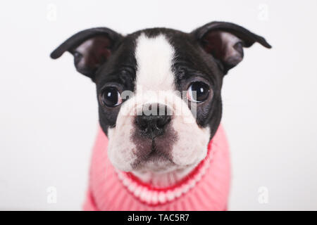 Ritratto di Boston Terrier cucciolo indossare pullover rosa Foto Stock