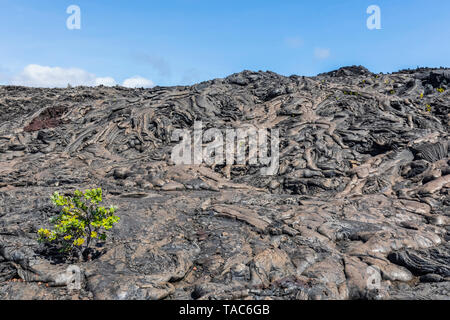 Stati Uniti d'America, Hawaii, Parco Nazionale Vulcani, pianta che cresce su rocce ignee Foto Stock