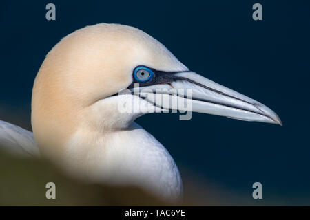 Ritratto di gannett, Morus bassanus Foto Stock