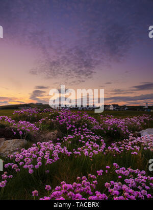 Portland, Dorset, Regno Unito. Il 23 maggio 2019. Regno Unito: Meteo il sole tramonta sull'isola di Portland alla fine di una bella giornata di primavera. Il delicato rosa mare parsimonia i fiori sono in piena fioritura rendendo l'isola particolarmente pittoresca in questo momento dell'anno. Credito: Celia McMahon/Alamy Live News. Foto Stock