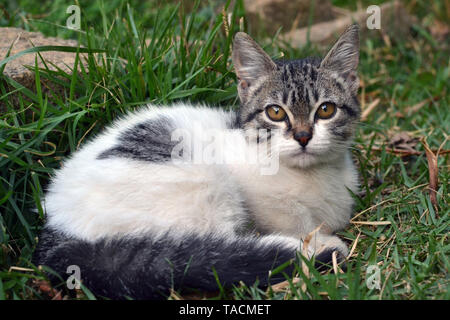 Poco carino gattino sdraiati sull'erba cercando Foto Stock