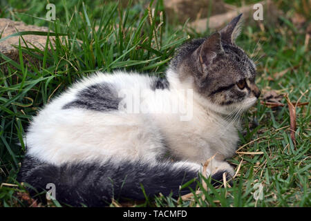 Poco carino gattino sdraiati sull'erba cercando Foto Stock