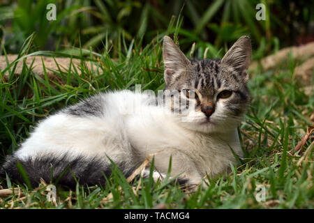 Poco carino gattino sdraiati sull'erba cercando Foto Stock