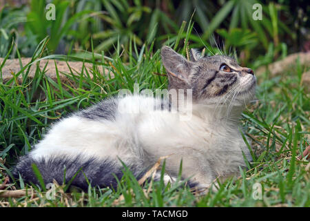 Poco carino gattino sdraiati sull'erba cercando foward Foto Stock