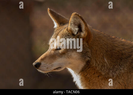 Red lupo (Canis lupus rufus) una rara specie di lupo nativo del sud-est degli Stati Uniti. Immagine da zoo. Foto Stock