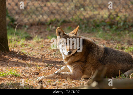 Red lupo (Canis lupus rufus) una rara specie di lupo nativo del sud-est degli Stati Uniti. Immagine da zoo. Foto Stock