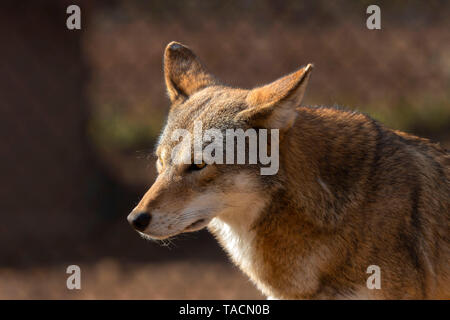 Red lupo (Canis lupus rufus) una rara specie di lupo nativo del sud-est degli Stati Uniti. Immagine da zoo. Foto Stock